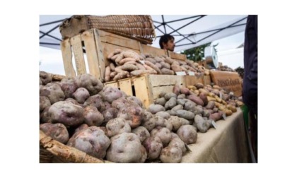 La Valle d’Aosta ha il suo Presidio Slow Food “Patata Verrayes, varietà da salvaguardare”