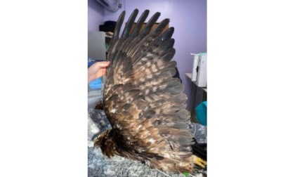 Aquila ferita a Valsavarenche recuperata dai Guardaparco