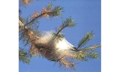 Prosegue la lotta contro la processionaria del pino “Ripresa dei nidi soprattutto in alta e media Valle”