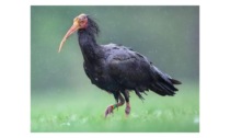 Un rarissimo ibis eremita avvistato a Montalto Dora e a Borgofranco “Non lo disturbate, sta migrando”