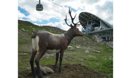 Gli animali di Siro Viérin alla Skyway “Un inizio di stagione positivo”