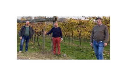 Nuovi statuto e regolamento per il Consorzio per la valorizzazione dei vini Caluso e Carema