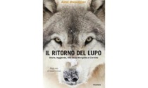 “Il ritorno del lupo”, il libro viene presentato a Cervinia e ad Aosta