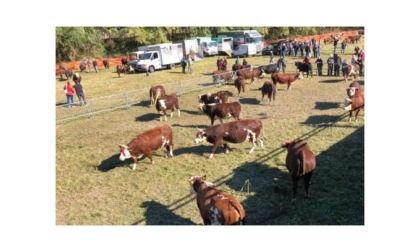 Centotrenta bovini alla Fiera di Donnas