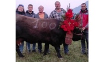 Fénis, l’ultima eliminatoria conferma il trend Record di bovine alla loro prima Regionale