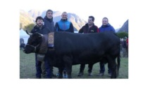 A Verrès sabato scorso, 6 novembre, sono state premiate le bovine più belle dell’Unité Evançon