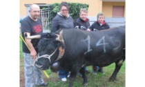 Addio ad Augusto Rosset, una vita per le reines L’ultimo allevatore di Nus con la stalla nel borgo