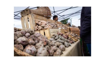 Un incontro per presentare la Patata Verrayes: è il primo Presidio Slow Food valdostano