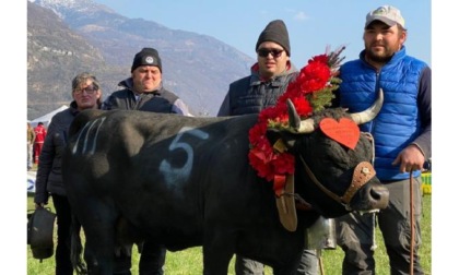 Batailles de reines: le prime regine sono Alouette, Coccinelle e Marengo