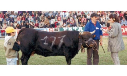 Cento bovine qualificate alla Regionale: che numeri per Aurelio Crétier!