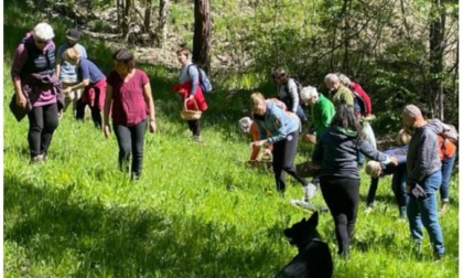 Raccogliere le piante commestibili Uscite sul territorio con Cristina Faoro