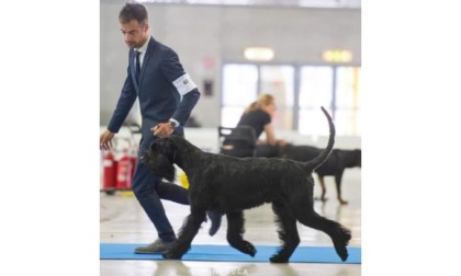 Zip Del Guidante schnauzer nano più bello d’Italia: titolo a Cagliari