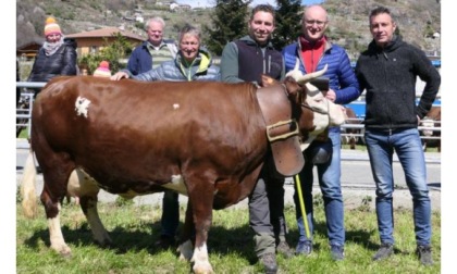 A Pont-Saint-Martin premiate le bovine più belle delle Unités Mont Rose e Walser