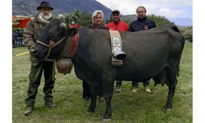 Caffeina e Farca regine del latte del Grand Paradis