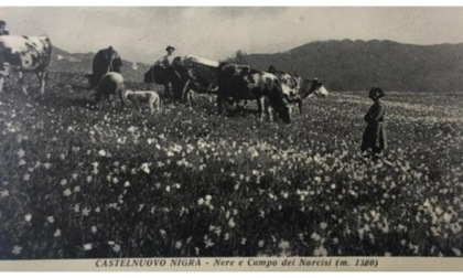 A Castelnuovo Nigra si ammira la splendida fioritura dei narcisi