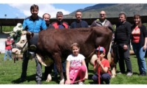 Normandie incoronata reina dou lacë all’arena La bovina della famiglia Moin è la più produttiva