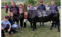 Reines: duecento bovine a Pollein Vincono Souris, Duchesse e Manda