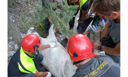 Manzo cade nel torrente