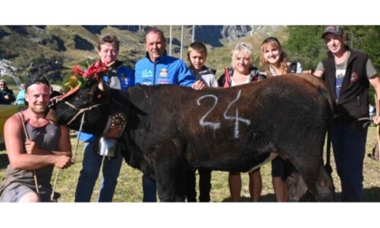 Marseille, Paris, Merlitta e Rubis hanno conquistato il successo alla battaglia dei manzi di Breuil Cervinia