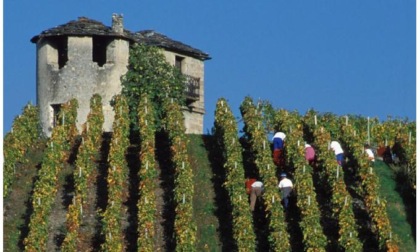 Siccità e grandine, viticoltori in trincea: “Vendemmia mai così in anticipo, crollo della produzione”