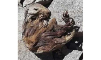 Una marmotta mummificata ritrovata sul Monte Rosa a 4.200 metri di quota