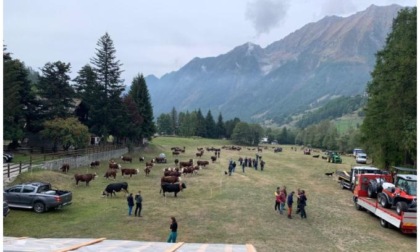 Fiera del bestiame, mercoledì scorso cento capi a Periasc