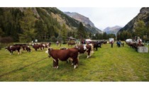 A Gressoney-Saint-Jean la Fiera del bestiame: Ecco i nomi di tutti i premiati