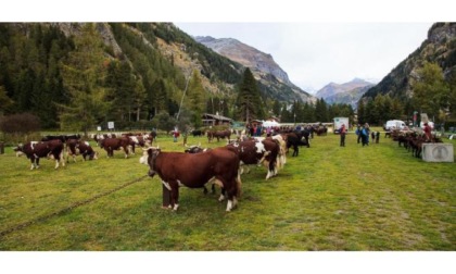 A Gressoney-Saint-Jean la Fiera del bestiame: Ecco i nomi di tutti i premiati