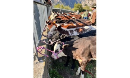 Alla Fiera di San Luca a Donnas sono stati presentati 141 capi bovini