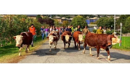 Désarpa da Saint-Oyen ad Aosta per l’Institut Agricole Régional