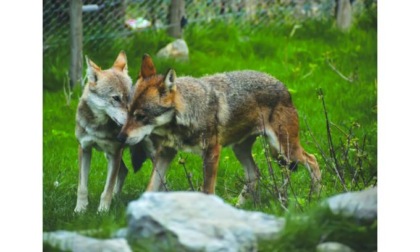 Introd, al Parc Animalier sono arrivati due lupi