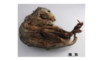 La marmotta trovata «mummificata» sul Monte Rosa è un esemplare del Neolitico vissuto 6.600 anni fa