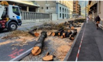 Nuovi alberi sostituiranno le piante abbattute dal Comune per realizzare le piste ciclabili