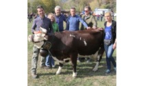 Premiate le bovine più belle e più produttive delle Unités Mont Cervin e Grand Combin