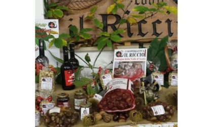 Siccità e caldo anomalo: un anno nero per le castagne “La produzione è calata almeno del trenta per cento”