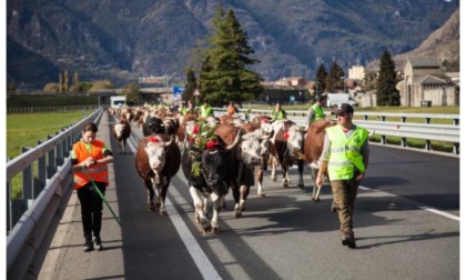 Da Estoul a Pont-Saint-Martin: la désarpa di Gianni Peretto