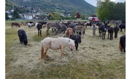 Deceduto l’allevatore lombardo al centro di più inchieste della Procura di Aosta