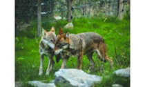 Due lupi al Parc Animalier di Introd Legambiente protesta, i titolari replicano