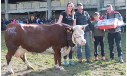 Hanno sfilato all’arena le bovine più belle dell’Unité Mont Emilius