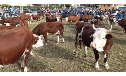 Tanta gente alla Fiera di San Martino a Pont-Saint-Martin