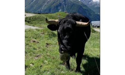 Una bovina sparita a Martigny L’ombra dei “ladri di reines”