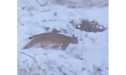 Una lince fotografata per la prima volta