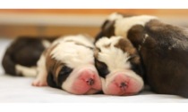 Sedici cuccioli di cane San Bernardo sono nati alla Fondation Barry
