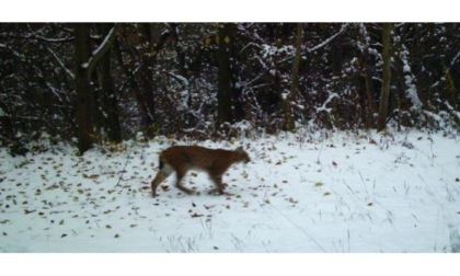 Una lince fotografata sulla collina di Quart