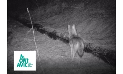 Lo sciacallo dorato fotografato nel Parco del Mont Avic “Documentata per la prima volta la sua presenza”