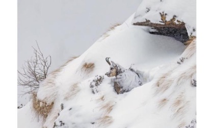 “Fotografare il Parco”: la mostra al Forte di Bard