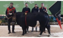 La razza bovina valdostana si è distinta all’evento “Vaches en piste” in Alta Savoia