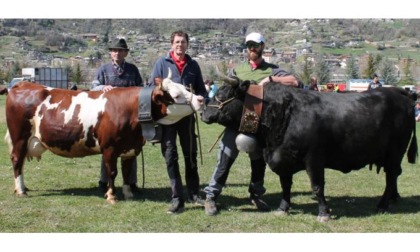 Sono iniziate le rassegne primaverili: premiate le bovine più belle delle Unités Evançon, Mont Emilius e Grand Paradis