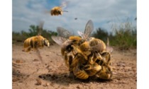 “Wildlife”, al Forte di Bard le foto che svelano i segreti della natura