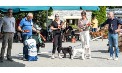 A Fénis il raduno del Club Italiano Schnauzer e Pinscher